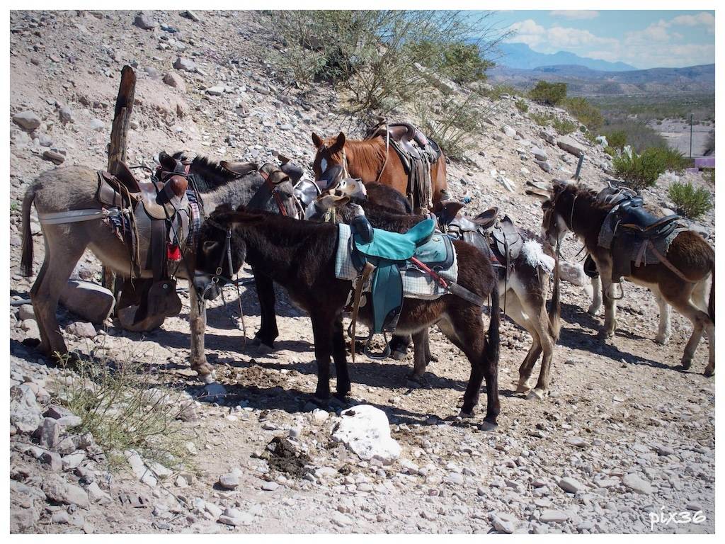 donkeys.jpg