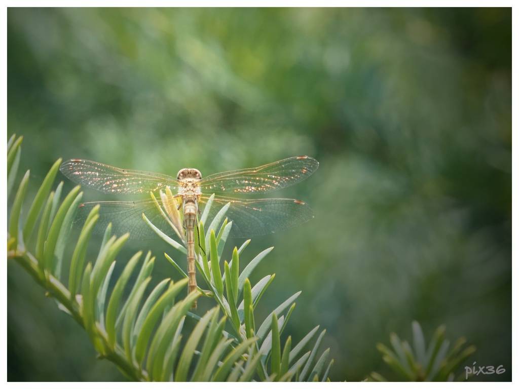 dragon-fly.jpg