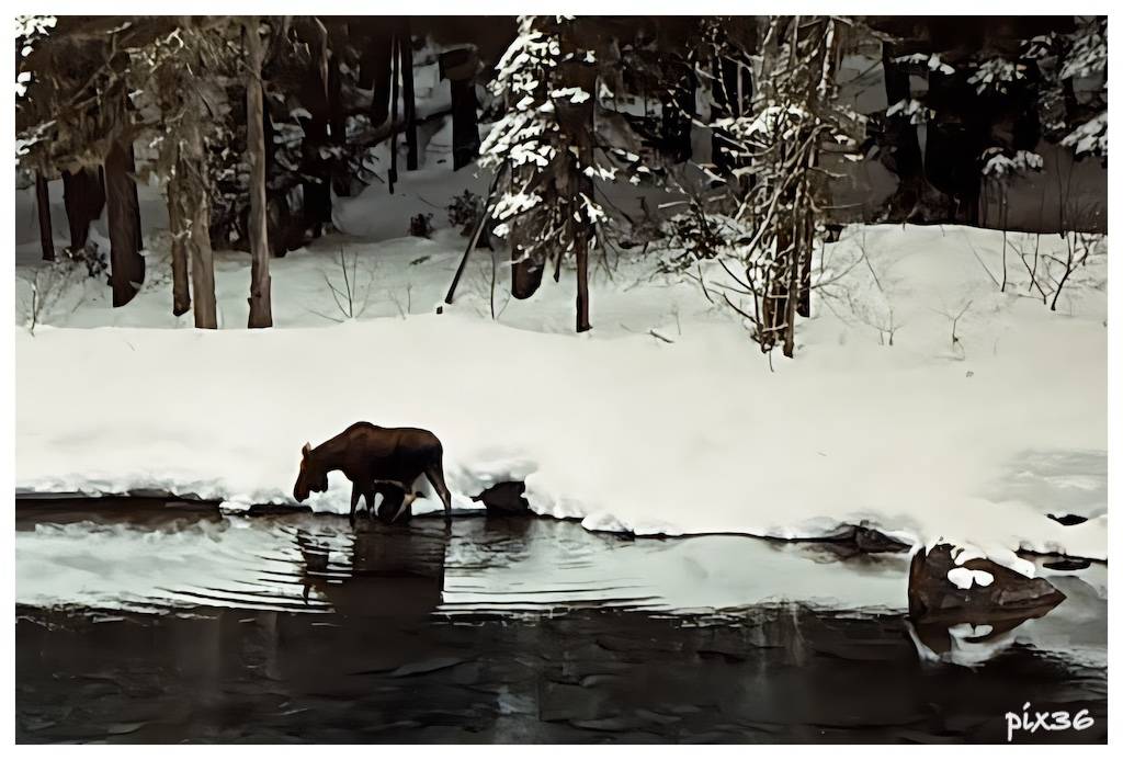 moose.jpg