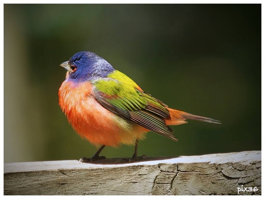 painted-bunting.jpg