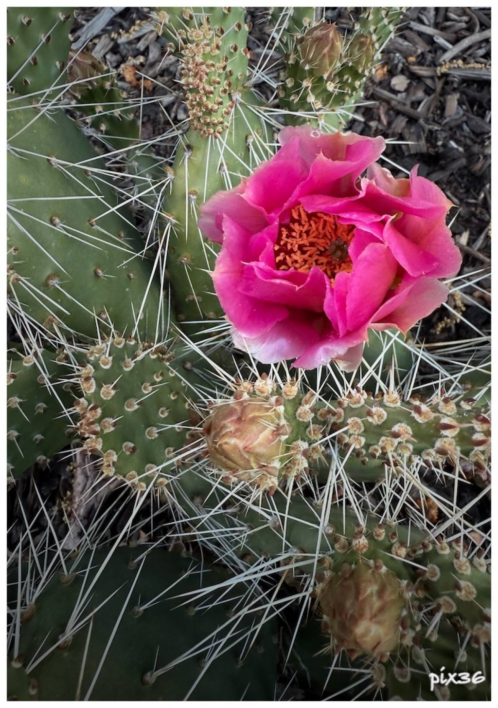 prickly-pear.jpg