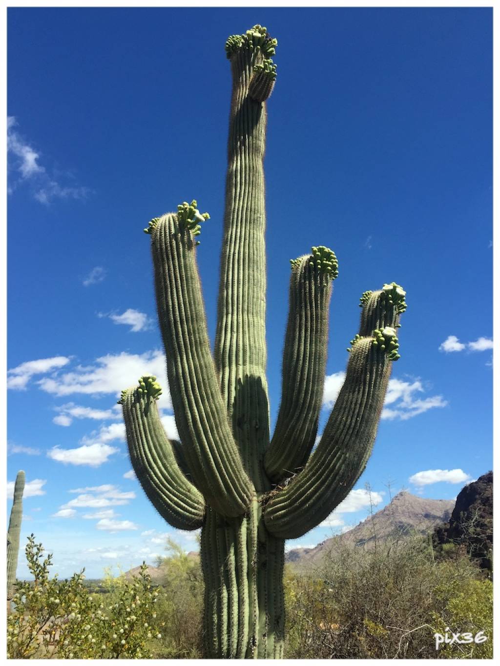saguaro.jpg