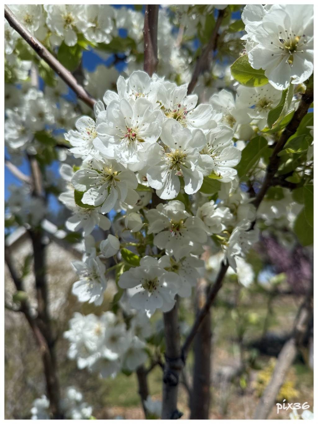 serviceberry.jpg