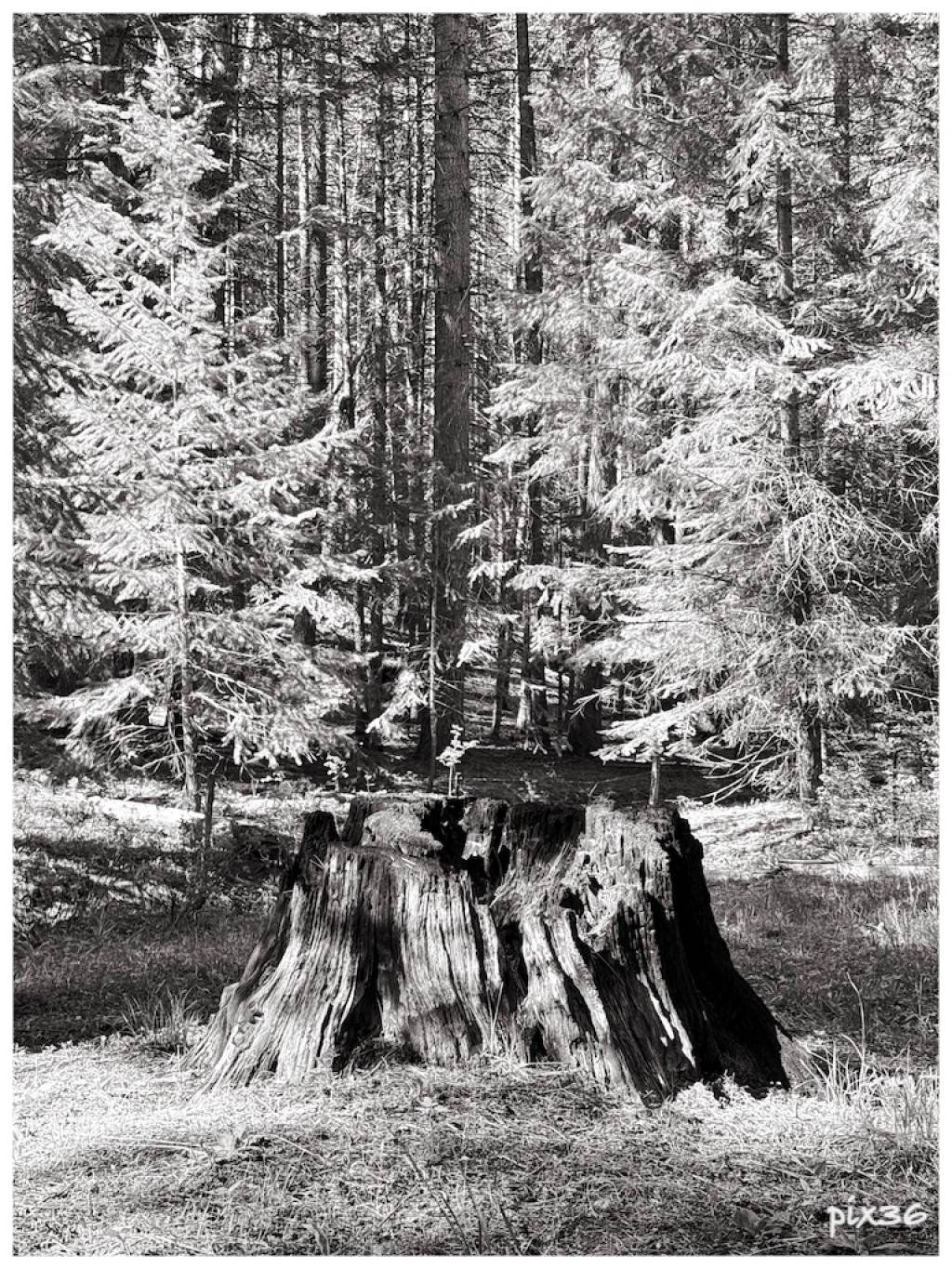 stump.jpg