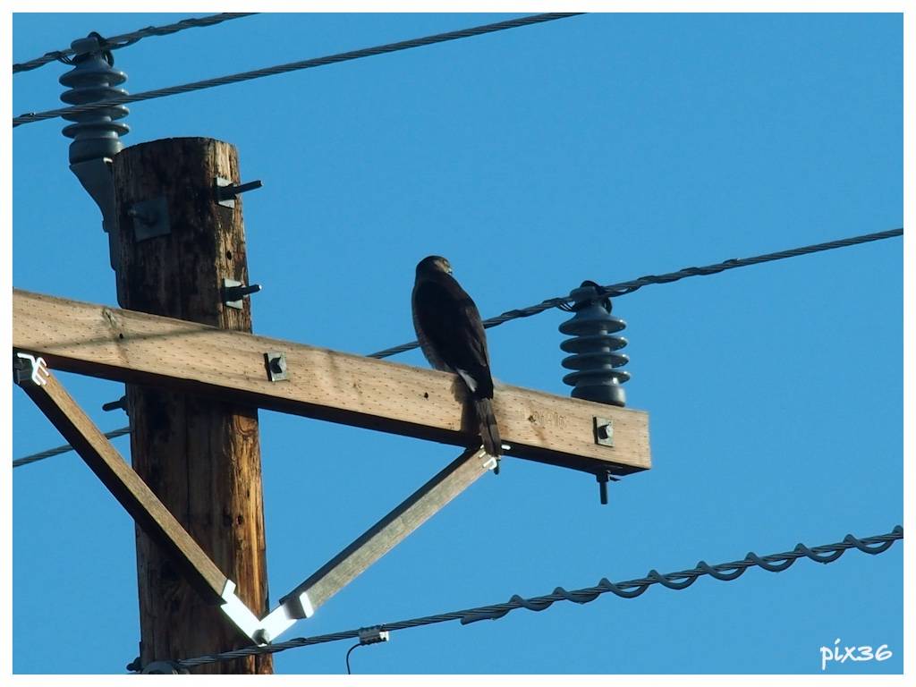 wires-2.jpg
